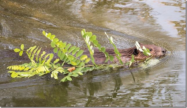 Beaver Lodge Spring 2018